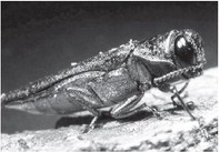 Plant Board expands Emerald Ash Borer quarantine to include 27 Arkansas counties