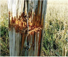 $1,000 reward offered for info on power line vandalism