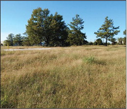 West Memphis battles tall grass all summer long