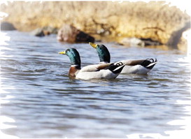 Weather patterns continue to affect duck numbers