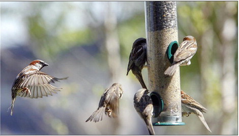 AGFC to bird watchers: Keep feeders clean