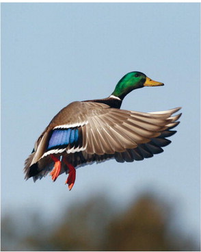 Missouri waterfowl numbers tailing off