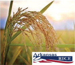 Arkansas set to outlaw ‘rice pretenders’