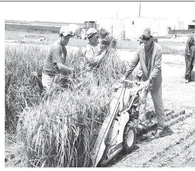 Kellogg’s plans to contract Titan rice for some of its grain source