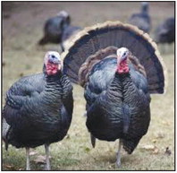 Still time to get leftover turkey permits