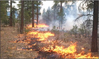 Prescribed fire promotes habitat for turkey, quail and other ground-nesting birds