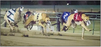 Agreement reached to phase out live greyhound racing at Southland